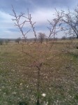 manzara_12